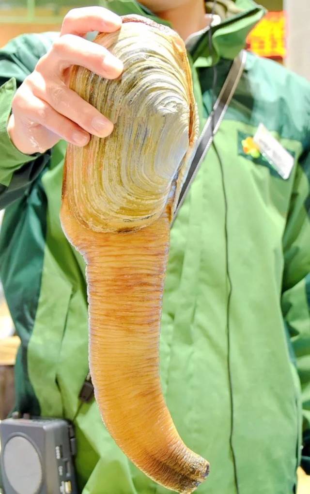 鲜活的象拔蚌一拿出水面就会呲水出来,做成刺身口感相当爽脆!