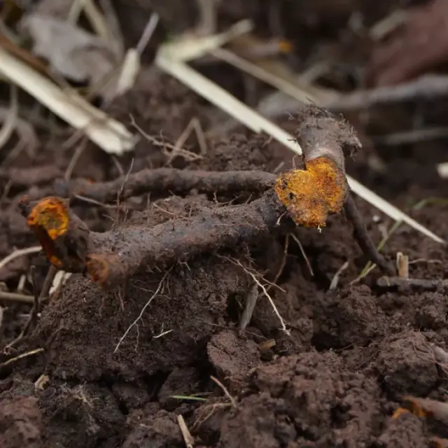 资源有一种"酸筒杆",农民都喜欢它,却是治疗烫伤疤痕的良药!