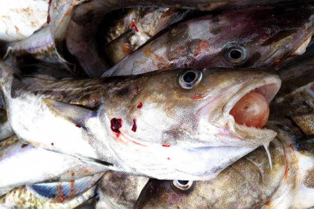 垂钓回来最新鲜大头腥 菜市场低价8块钱售卖 市民一抢而空_手机搜狐网