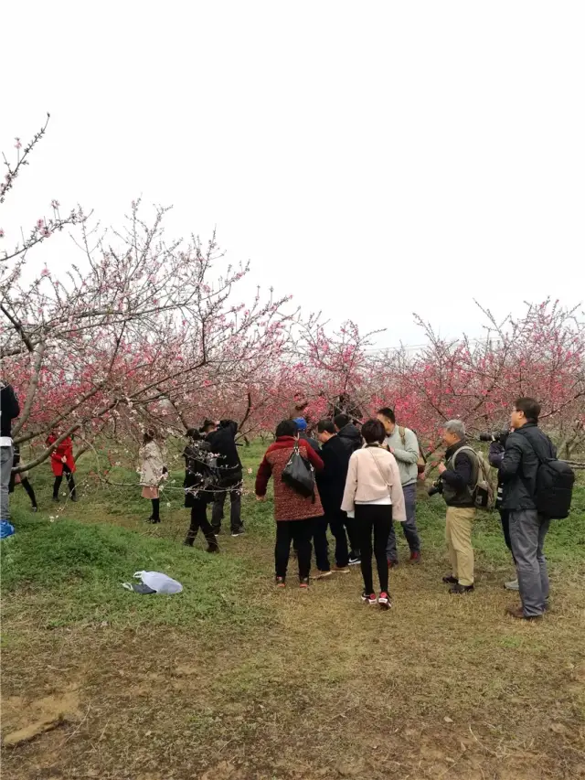 三十岗桃花节图片
