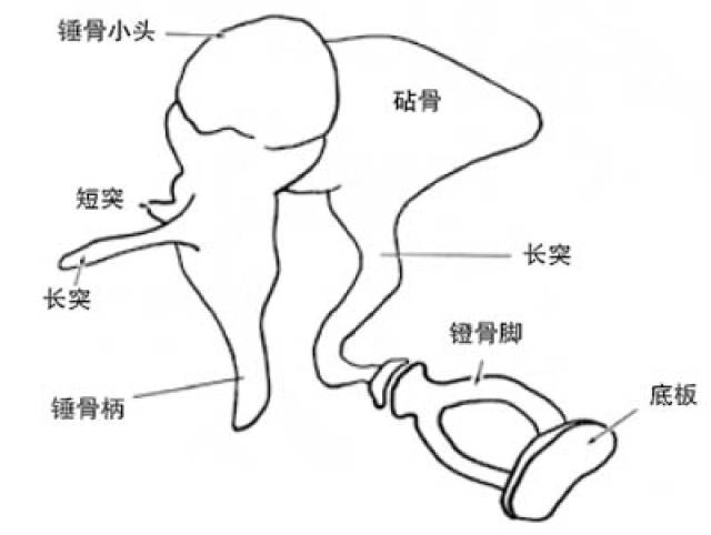 听骨链会出现哪些故障