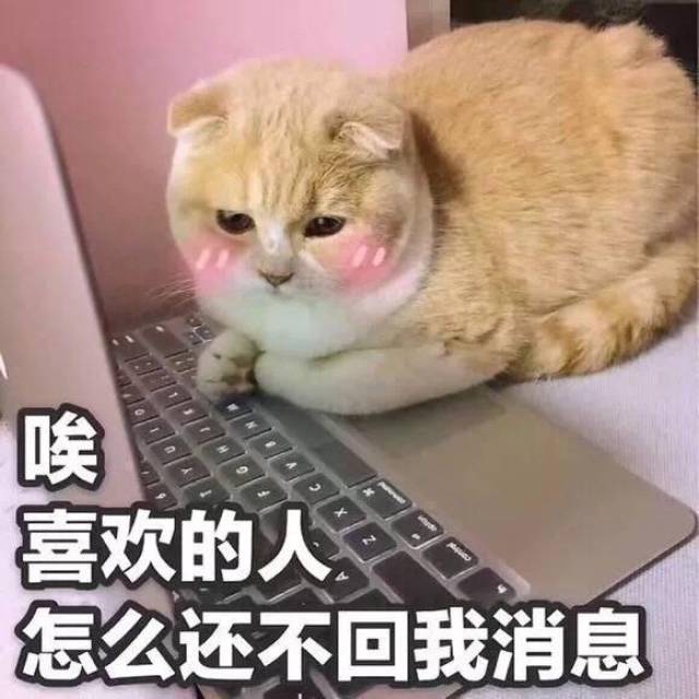 单相思的萌猫正在苹果电脑面前,等待喜欢的人回复消息