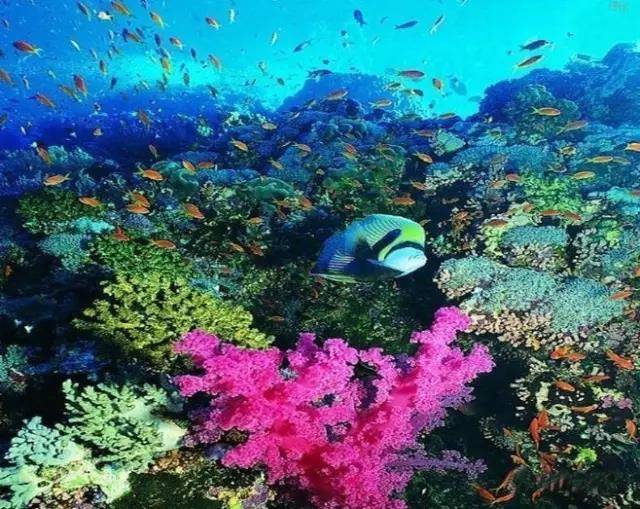 海底报告人工鱼礁图片