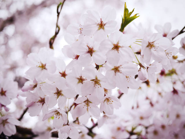 樱花季已到,盘点著名日本樱花品种