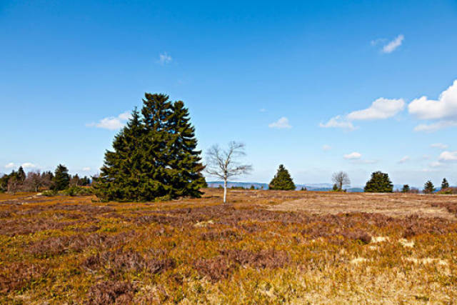 妹子心理有啥要求,根本不用说话,给一个眼神,处女座们就全了然于胸了