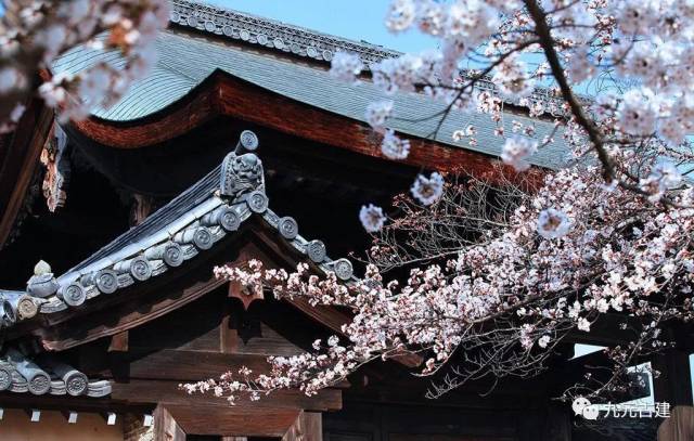 樱花与古建筑的完美融合,美翻了