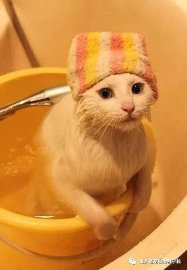 这样做 喵主子也是一只可爱的洁癖猫