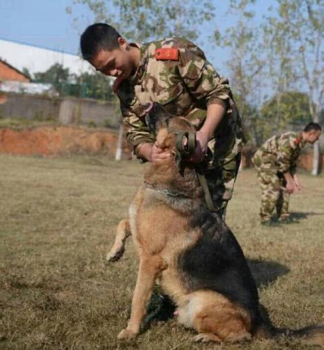 一般來說,中國的軍警犬在入編服役大約在八至十二年,這是因為犬的壽命