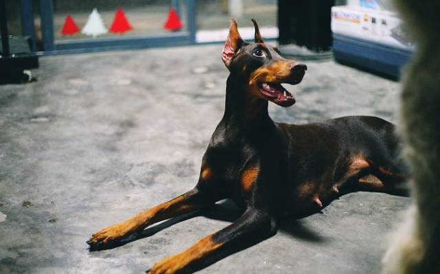 不同人眼中不同的杜宾犬,一起来了解真实杜宾