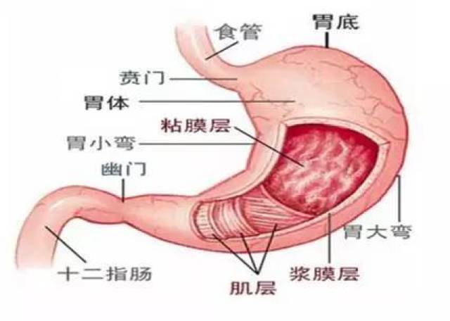 女性人体胃部结构图图片