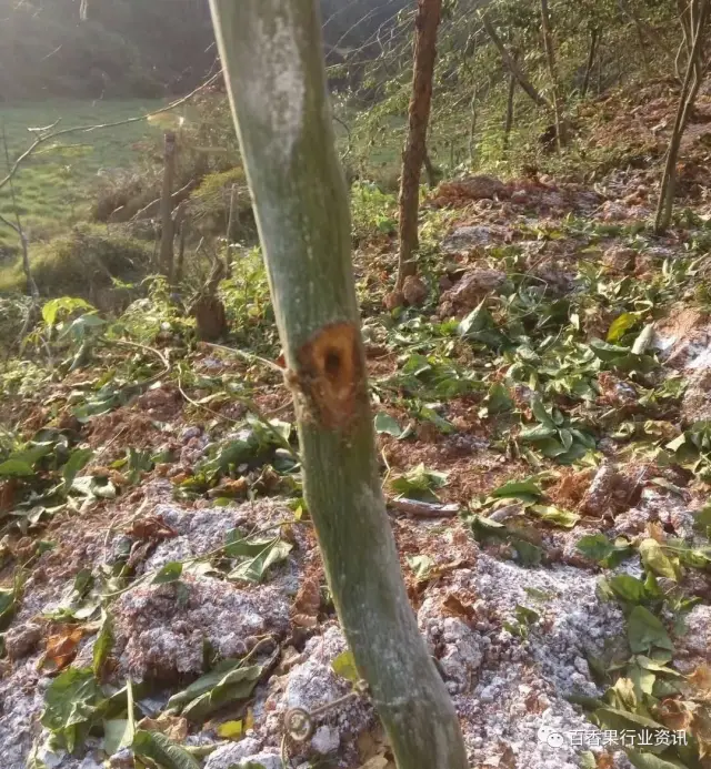 百香果钻心虫的防治方法