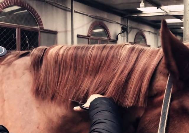 如何打理马鬃(附申申马术系列教学视频)