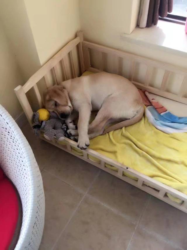 狗狗睡相太羞耻!主人:我已经晒到网上了!