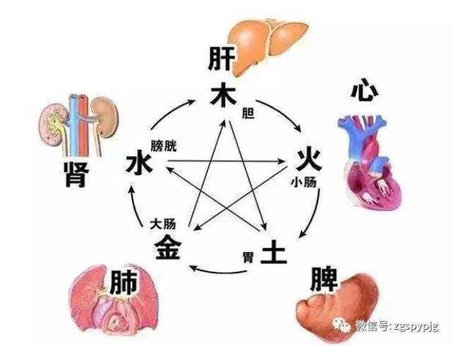 科普 带你了解五脏的好恶