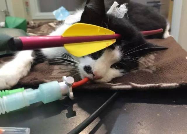 被箭击中的小猫