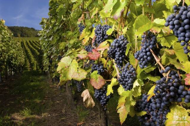 灰比诺/灰皮诺(pinot gris/pinot grigio)