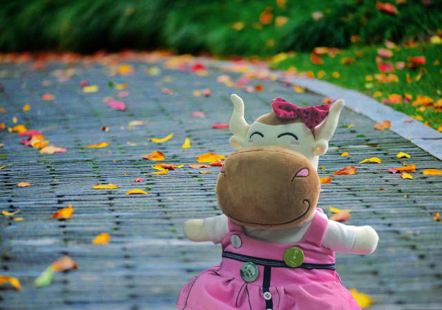 ACCA是不是很难考?目前中国有多少人拿到了