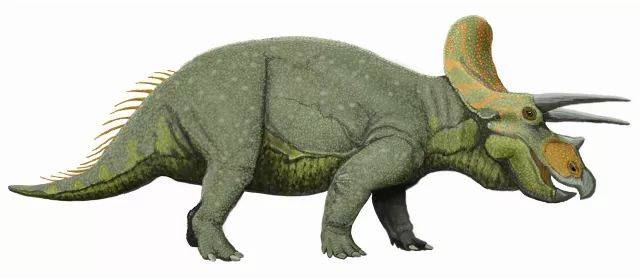 世上的食草恐龙,除了肉罐头,就是三角龙