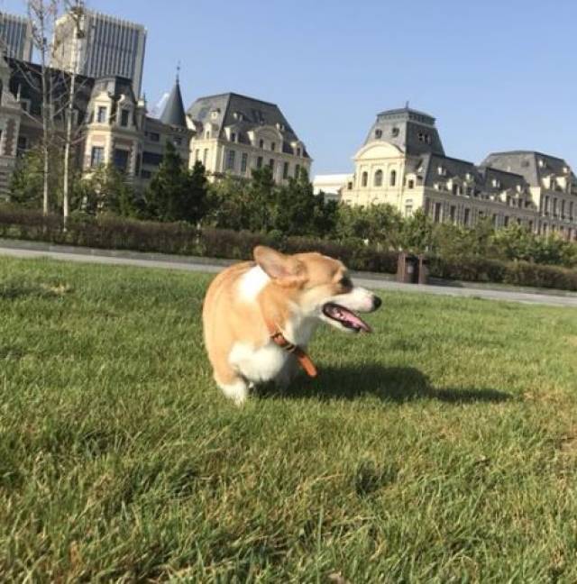 柯基剖腹产命断手术台,宠物医院称狗有心脏病|新闻日志