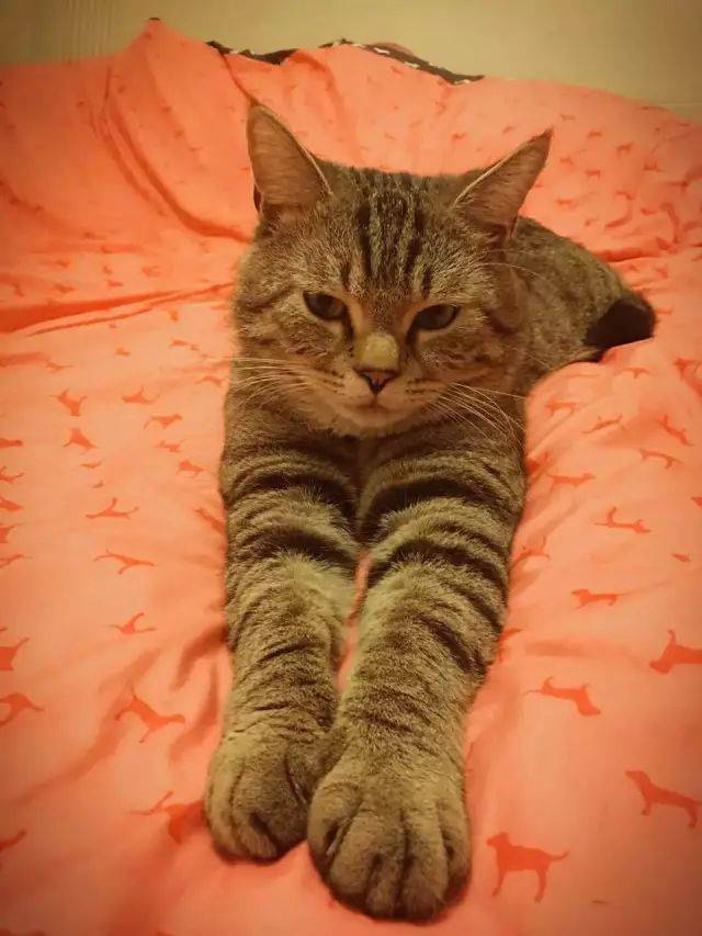 招人喜欢的猫,腿都比较长.