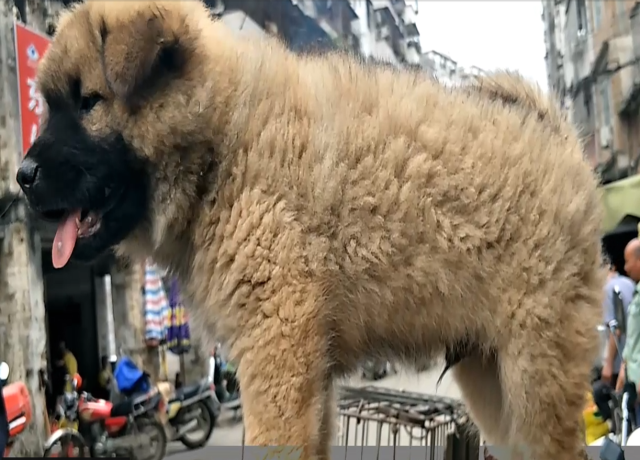 中华田园犬相狗术:闹市相犬,买只好狗回家守屋,2018狗年旺!