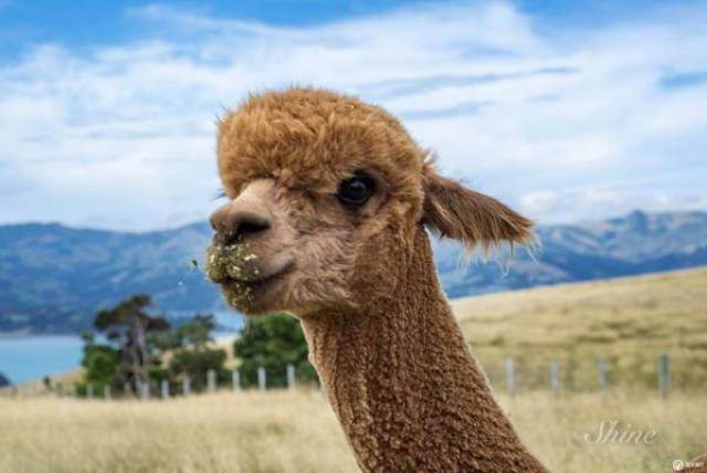 牧场的环境很美,羊驼们每天吃着草,看着蓝天白云,不要太惬意.