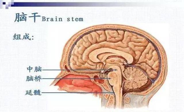 首先腦幹腫瘤不同於腦腫瘤,腦幹是大腦下方由中腦,腦橋和延髓構成