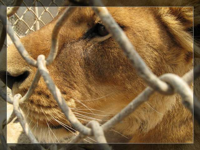 日前非洲貝寧共和國一傢俬人動物園內就發生了這樣的慘劇,一名14歲的