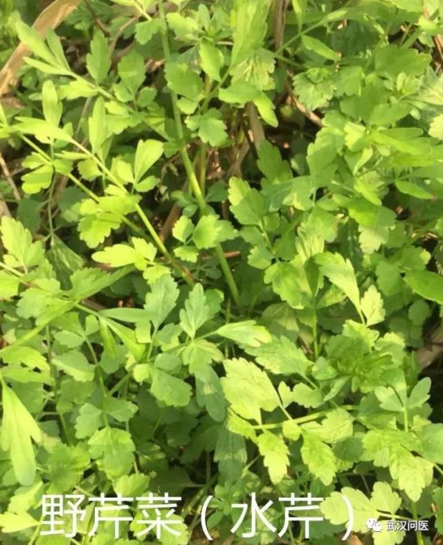 是不是资深吃货,就看你认不认识这11种野菜了