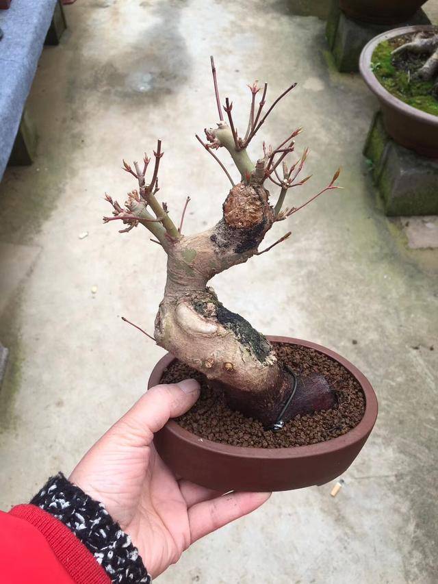 捡漏了,来一波矮霸枫树老桩,价格低的不敢相信