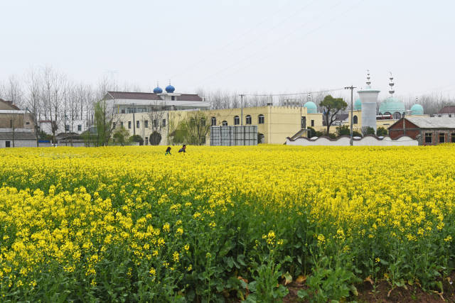 民族村落,美丽田园│安庆市望江县漳湖回民村油菜花海美如画