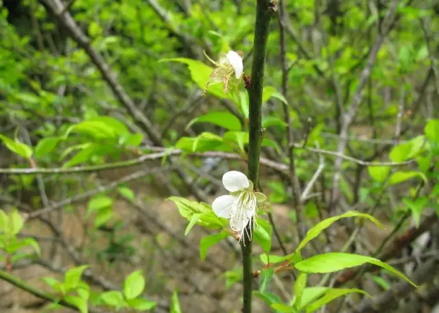 科学·家来啦|春天里奇怪的植物—先开花后长叶?