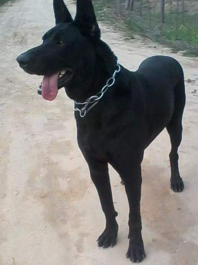黑狼犬,怎样挑选黑狼犬幼犬,应注意什么?