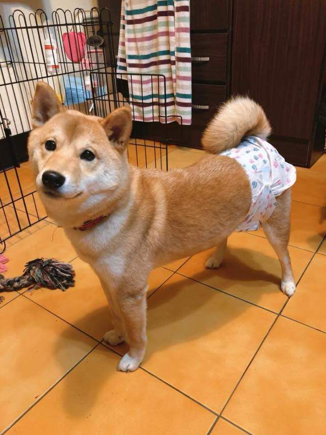 剃完毛后的柴犬独自坐在镜子前,眼含泪光嘴角微抽一脸生无可恋