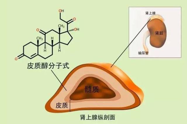 壓力荷爾蒙,讓我們變成一個睡不著的胖胖胖胖子!