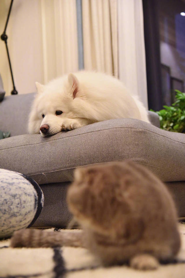 萨摩耶趴在沙发上无精打采,猫咪在地上看了它一眼,接下来好欢乐