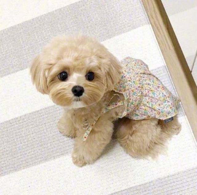 上流社会欢迎,有个很可爱的外号"魔天使",可能就是表达这种狗狗让人