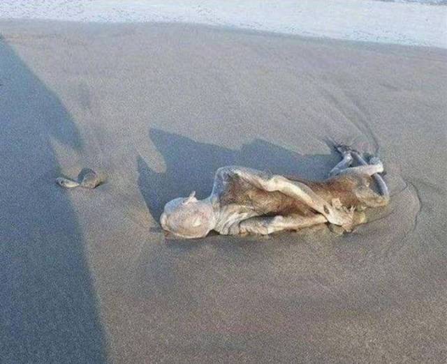 而在近日,一名小伙在海边散步的时候突然发现不远处的沙滩上躺着一只