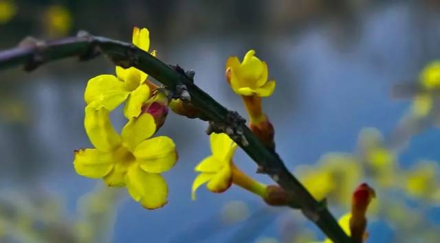 偏凌早春發,應誚眾芳遲:古詩詞中的迎春花