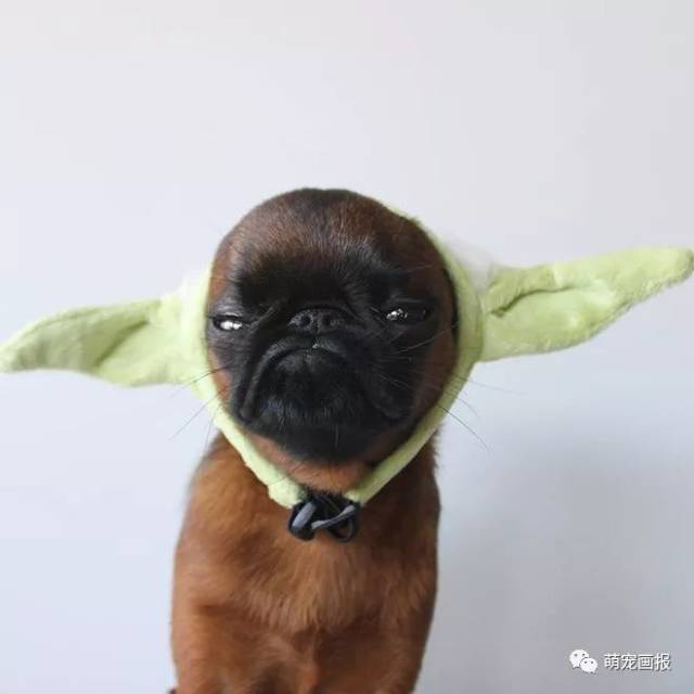 一脸不爽,还斜眼瞅你的汪星人,其实人家心里挺开心的