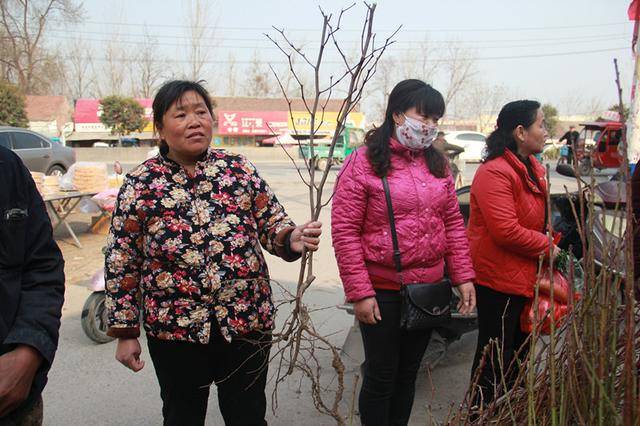 围满一群人挣着买,安徽农村大集上,美女卖果树苗,生意最红火