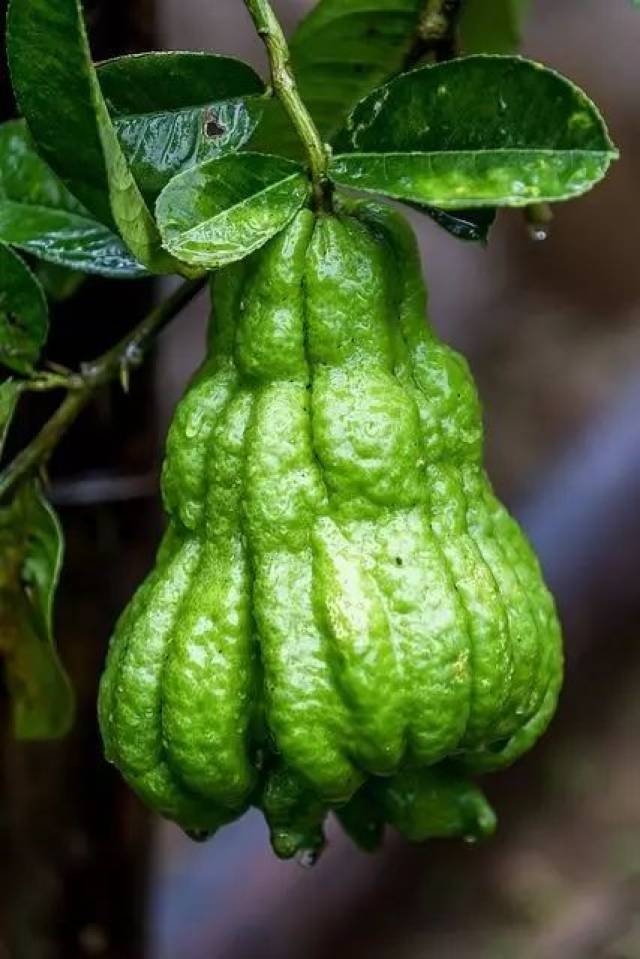 罕见的奢华水果,99%的人都没有全吃过!