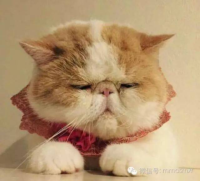 睡不醒的喵星人,无论何时何地都是迷糊眼