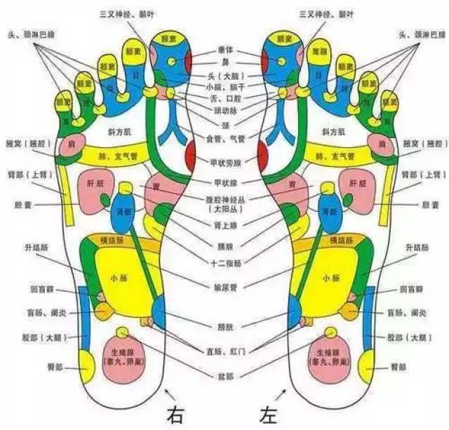 拔罐脚底位置示意图图片