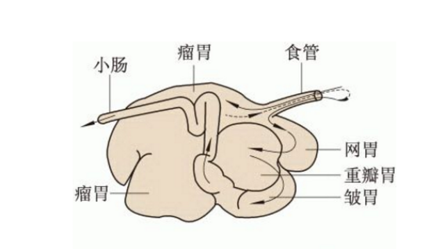 试想一下,如果食物在胃室间无法流动,那反刍动物的四个胃岂不是要被