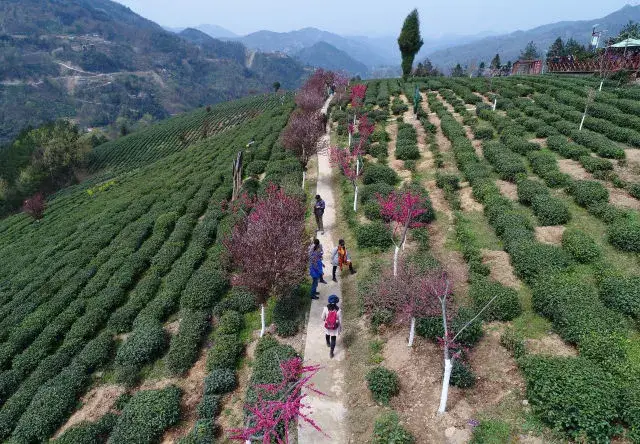 春分时节上茶山 一起去陕南茶园里寻找春天