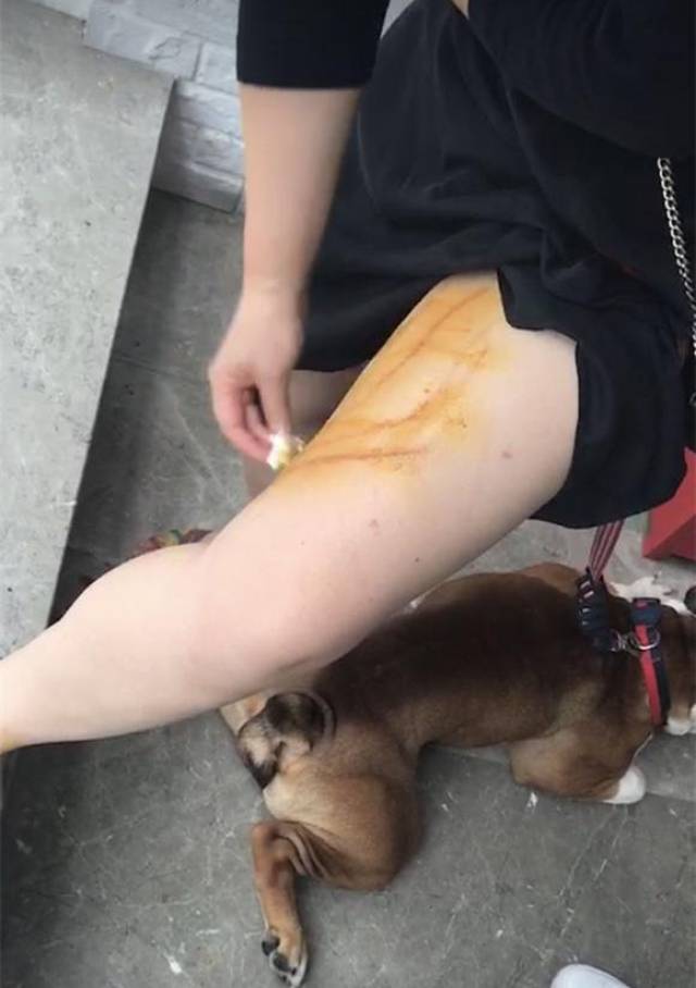 阿拉斯加误伤主人,被猛抽五分钟,致口腔开裂!