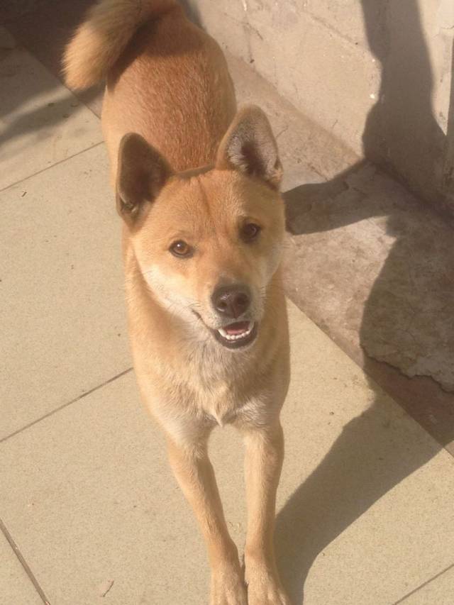 家养黄色土狗,于3月20日下午在高阳东街村附近走失,望有知情者看到能