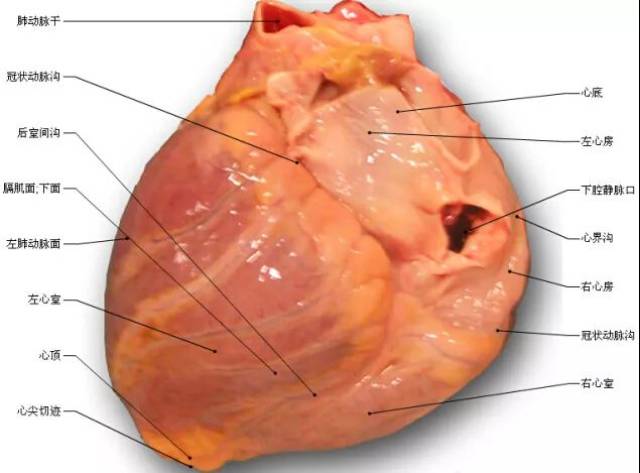 大鼠心脏解剖图片