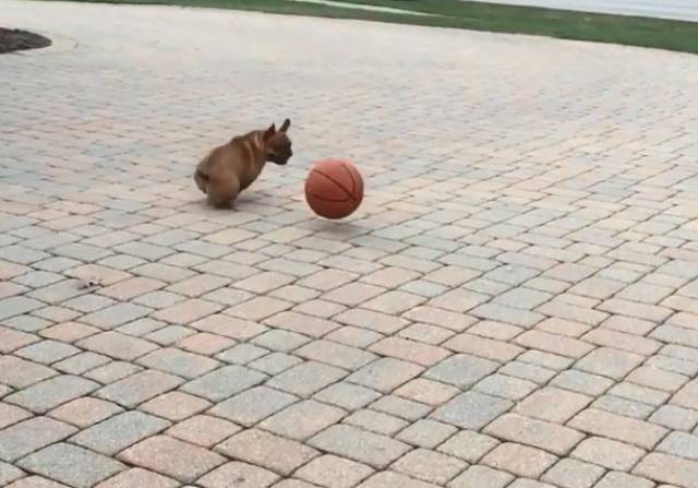 铲屎的把狗子训练成球场新锐,一玩起来篮球那叫个有模有样
